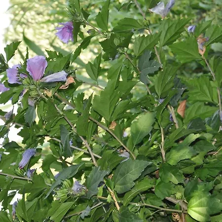 La Vite Sul Tetto 아구글리아노